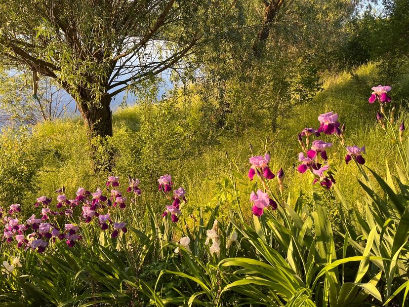 4D762833-C16C-4862-A5B4-4566AB2720EE - IRISI 2021 22