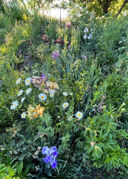 5DB0FB37-8D18-4A25-8C8B-D999DA7ED8CB - IRISI 2021 22