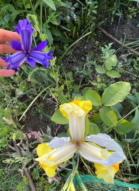 3B43EE75-B4BC-4220-B7B5-789013814965 - IRISI 2021 22