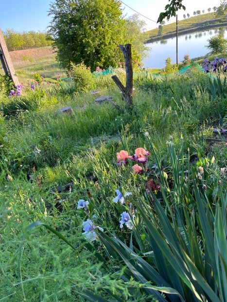 BCD70AB1-46D5-404F-8148-80A9491F5D45 - IRISI 2021 22