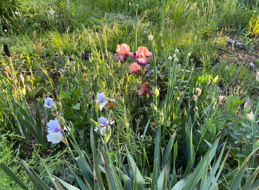 727414DA-FC79-4245-89E4-2261DC22DCCE - IRISI 2021 22