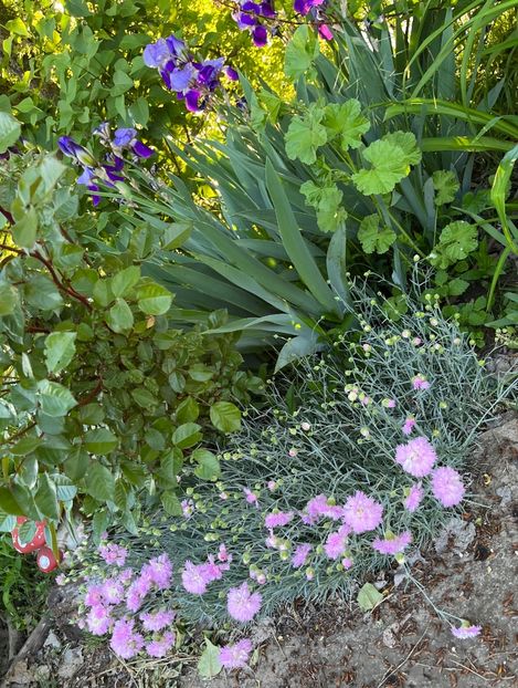 E5840DE4-A25C-4E26-909C-4C0FB69EC05E - IRISI 2021 22