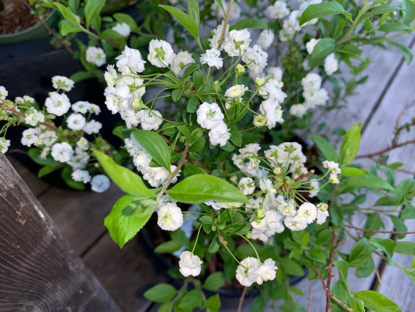  - Jurnalul gradinii 2022