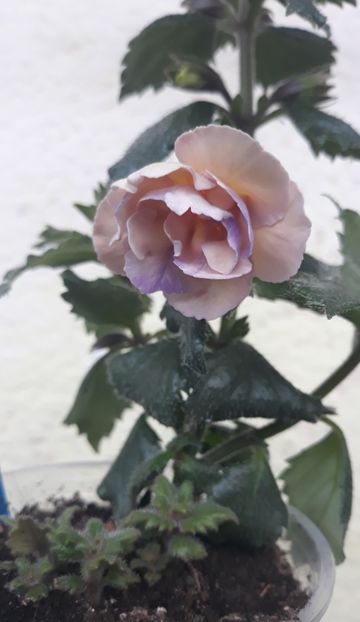  - 0001 2022 - BriD s Viktoria