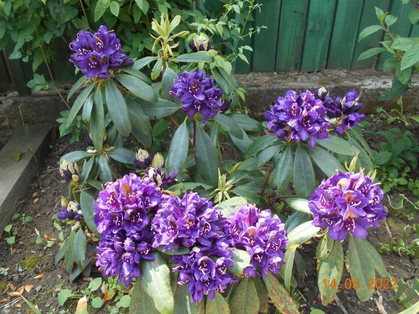  - 02 Azalee-rhododendroni-heleborusi-hortensii-hoste 2022