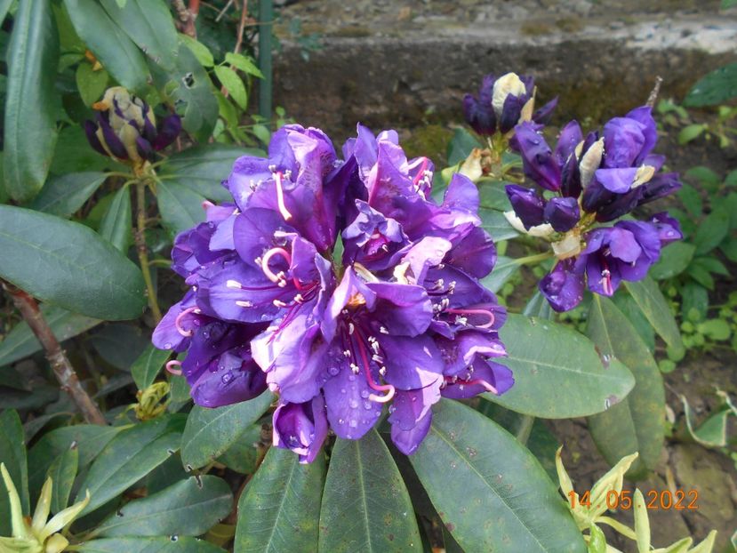  - 02 Azalee-rhododendroni-heleborusi-hortensii-hoste 2022