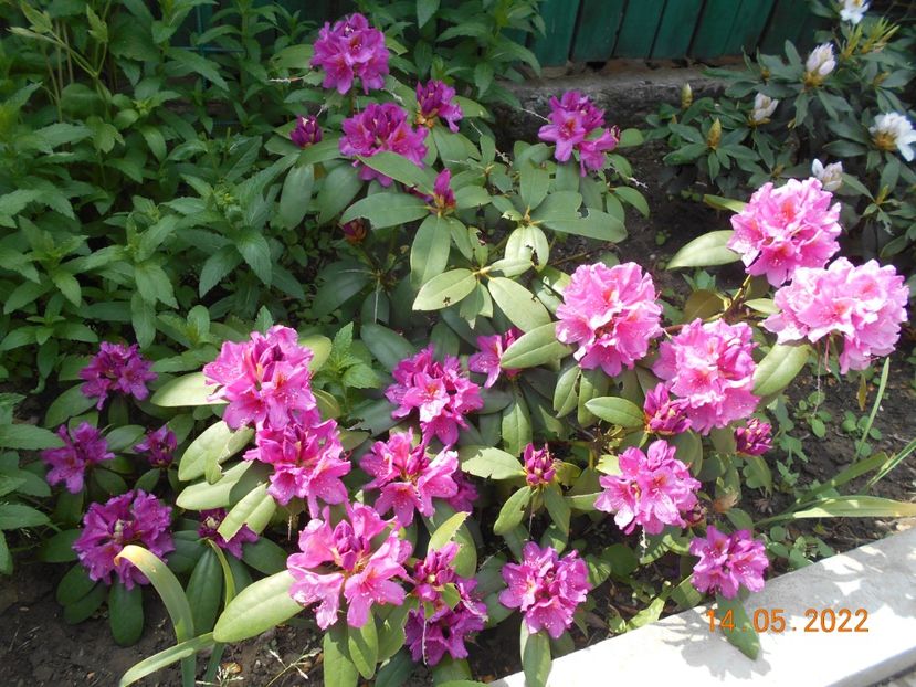  - 02 Azalee-rhododendroni-heleborusi-hortensii-hoste 2022