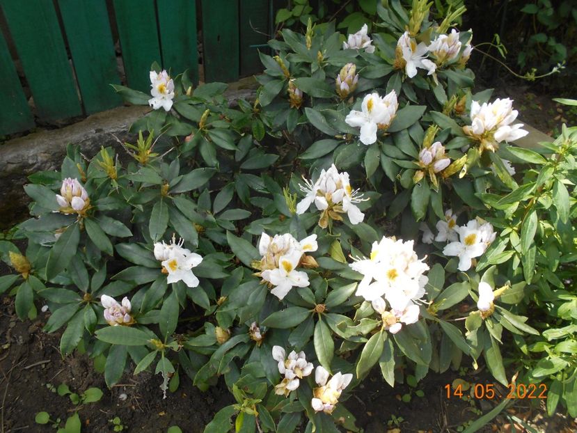  - 02 Azalee-rhododendroni-heleborusi-hortensii-hoste 2022
