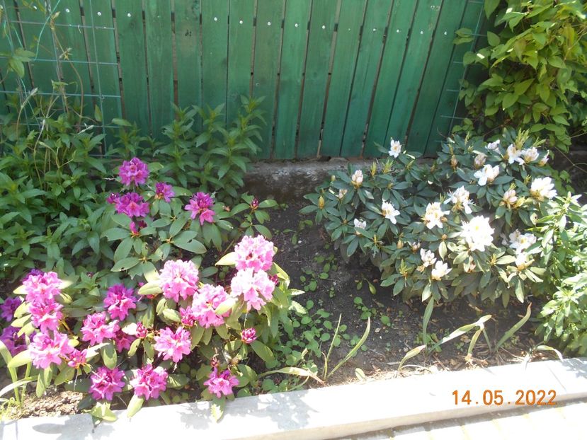  - 02 Azalee-rhododendroni-heleborusi-hortensii-hoste 2022