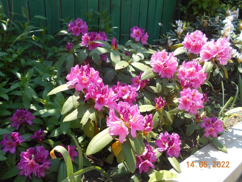  - 02 Azalee-rhododendroni-heleborusi-hortensii-hoste 2022