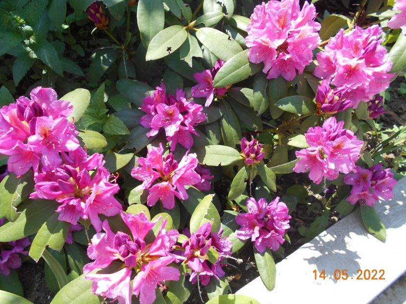  - 02 Azalee-rhododendroni-heleborusi-hortensii-hoste 2022