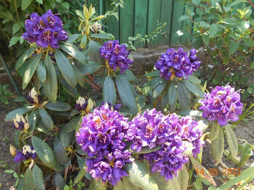  - 02 Azalee-rhododendroni-heleborusi-hortensii-hoste 2022