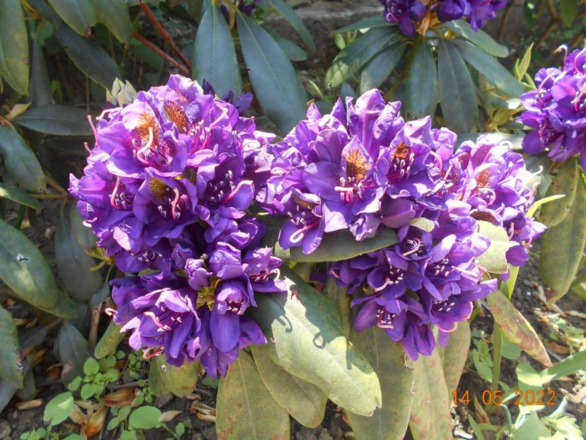  - 02 Azalee-rhododendroni-heleborusi-hortensii-hoste 2022