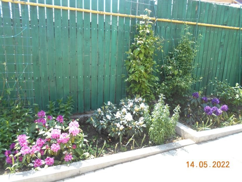  - 02 Azalee-rhododendroni-heleborusi-hortensii-hoste 2022