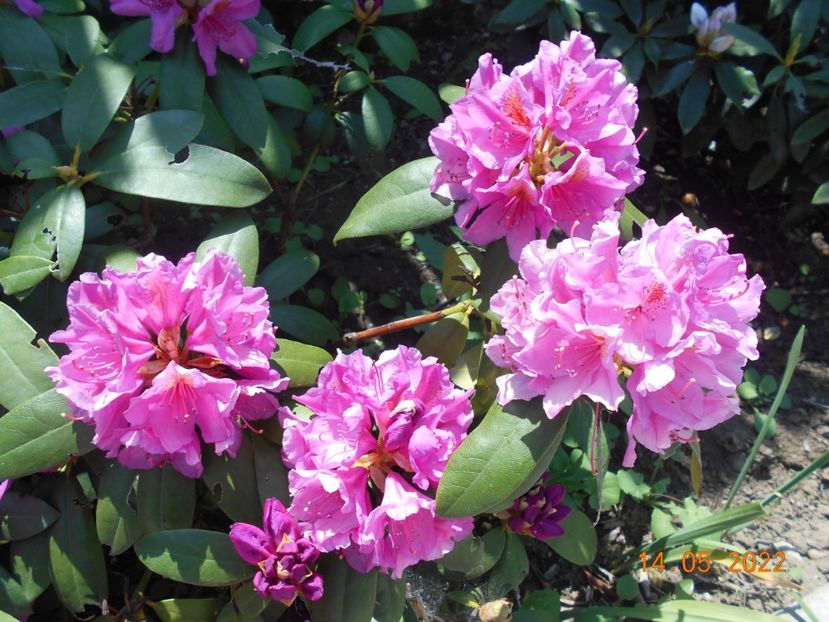  - 02 Azalee-rhododendroni-heleborusi-hortensii-hoste 2022