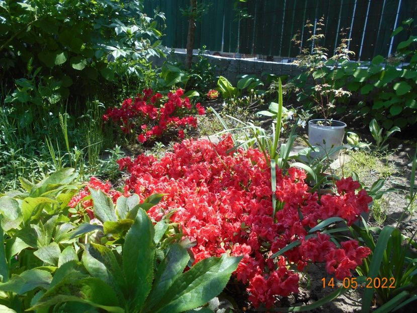  - 02 Azalee-rhododendroni-heleborusi-hortensii-hoste 2022