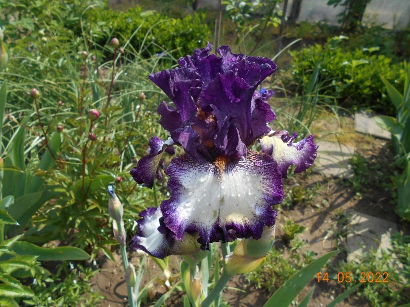 Admiral Nelson - 02 Irisi 2022