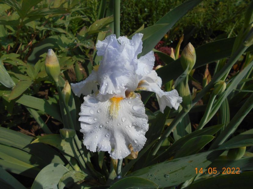 Silver Waltz - 02 Irisi 2022