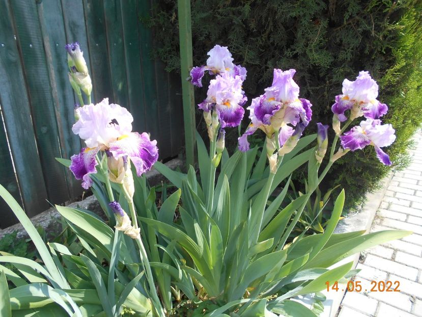 Arabella - 02 Irisi 2022