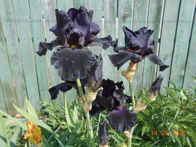 Old black magic - 02 Irisi 2022