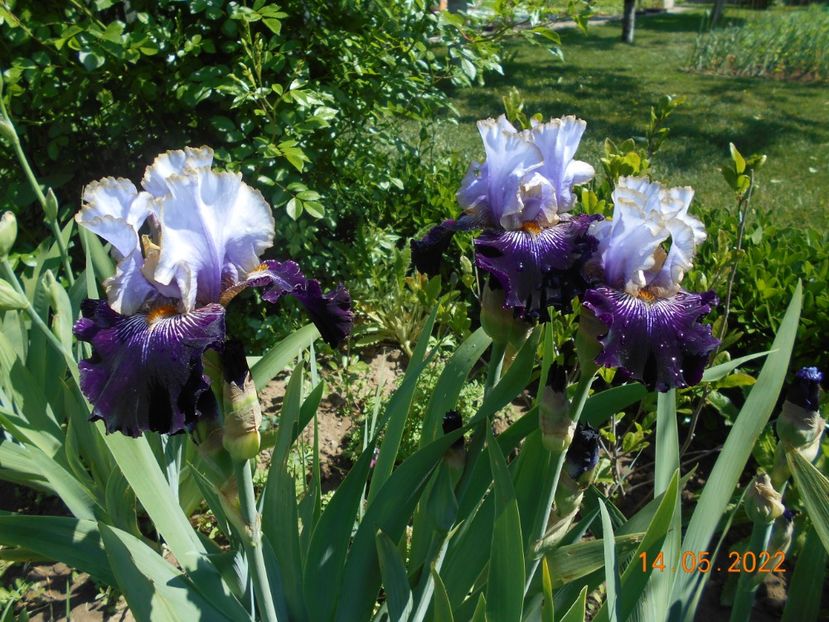 Juliusz Slovacki - 02 Irisi 2022