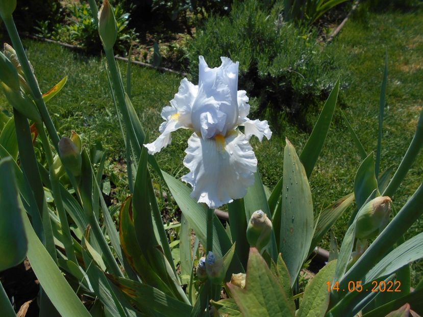 Silver Waltz - 02 Irisi 2022