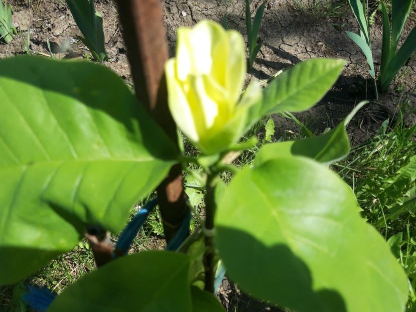  - Magnolia yellow bird