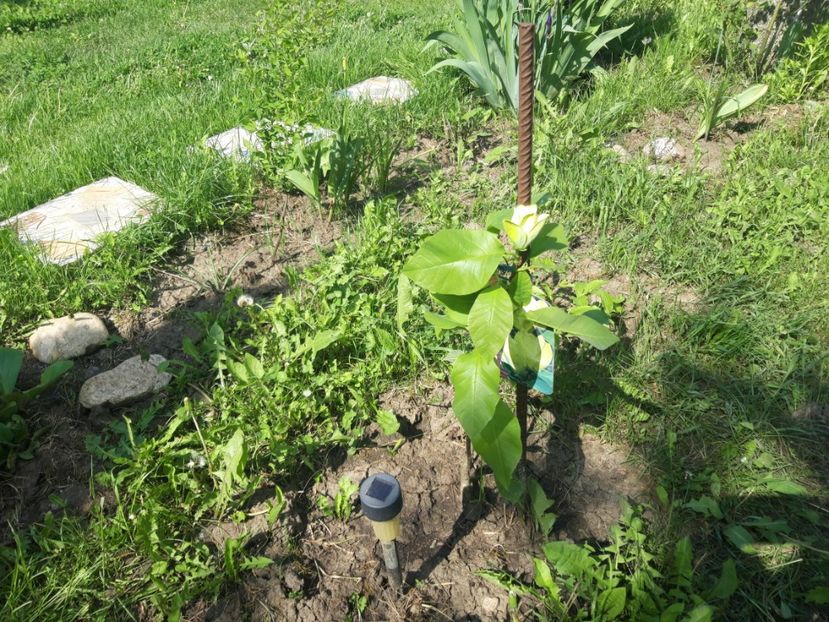  - Magnolia yellow bird