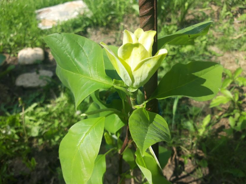  - Magnolia yellow bird