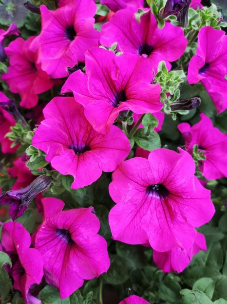 Petunia purple - 0 0 2022