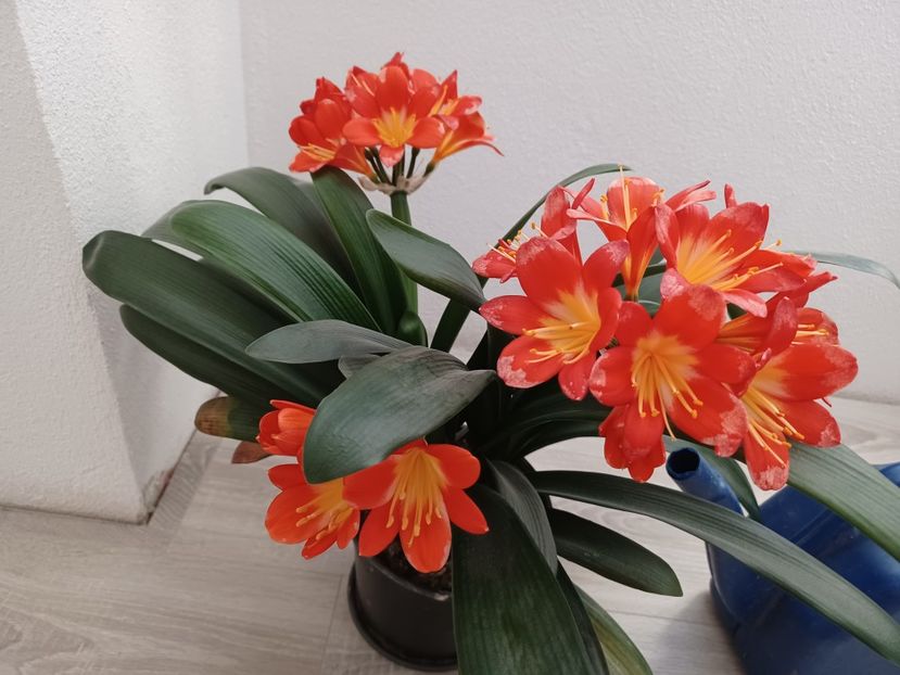  - Clivia și anthurium 2022