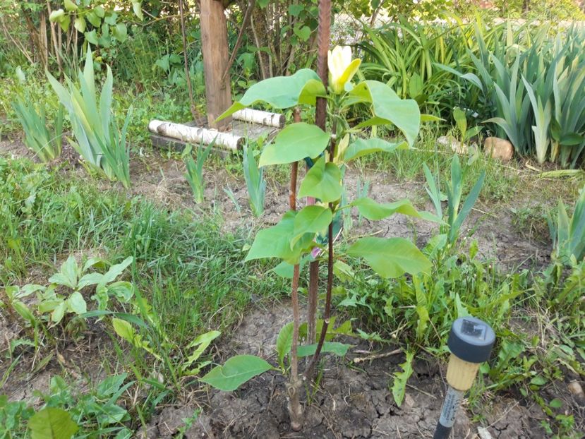  - Magnolia yellow bird