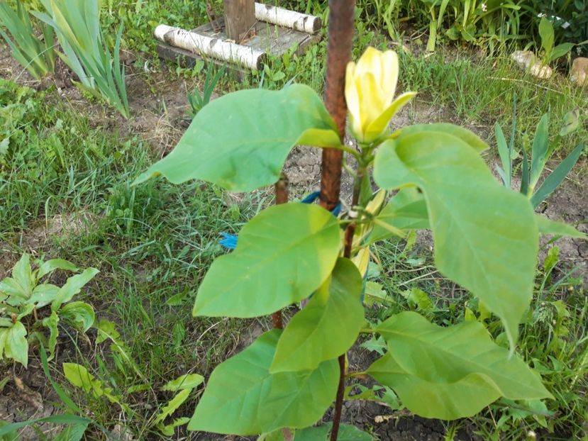  - Magnolia yellow bird