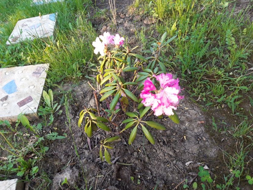  - Rododendronul