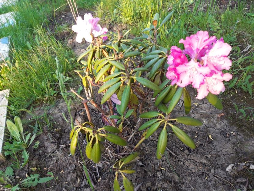  - Rododendronul