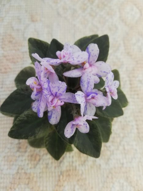 14 mai - MK Nochniye Motiljky