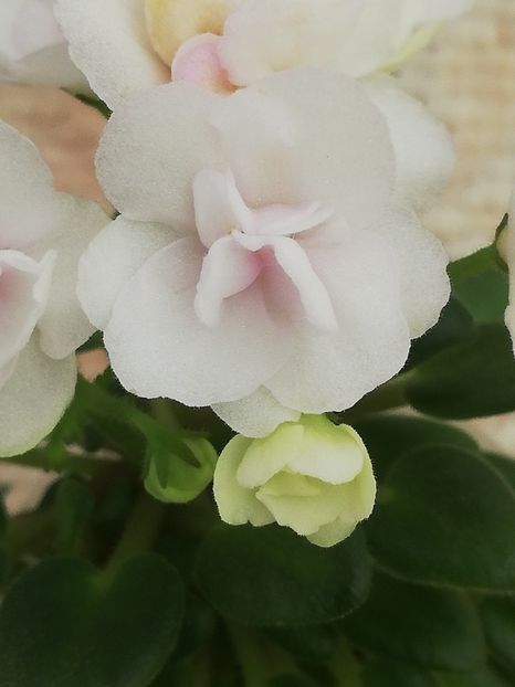 14 mai - N Liya Baby