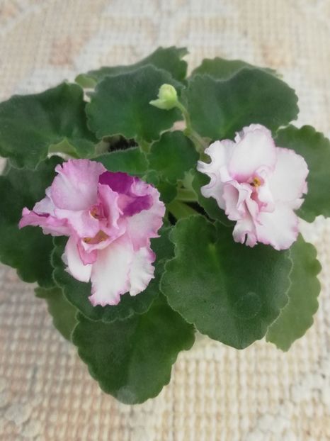 6 mai - LE Porcelain Rose