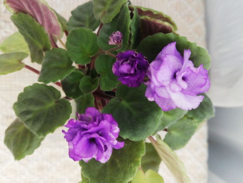 14 mai - AN Blue River