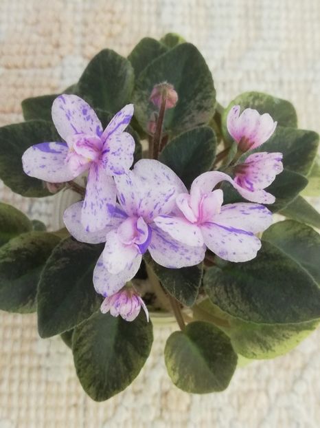 6 mai - MK Nochniye Motiljky