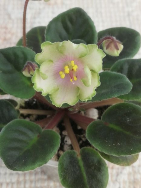 6 mai - LE Pink Muskat