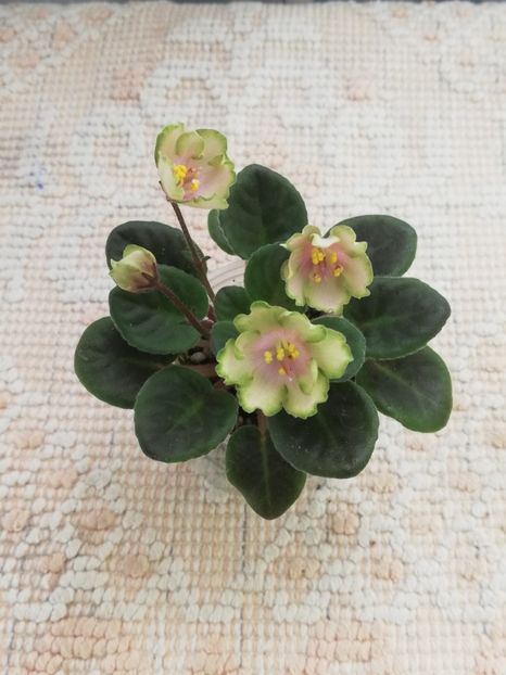 14 mai - LE Pink Muskat