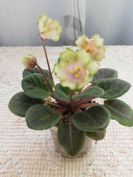 14 mai - LE Pink Muskat