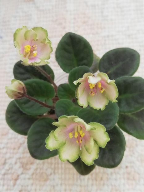 14 mai - LE Pink Muskat