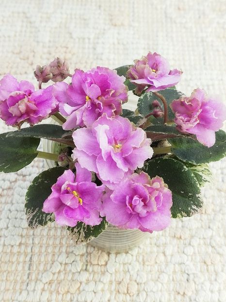 6 mai - Morgan s Bibighar