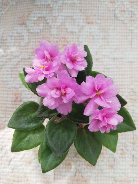 14 mai - Allegro Paisley Pony