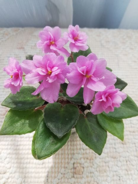 14 mai - Allegro Paisley Pony