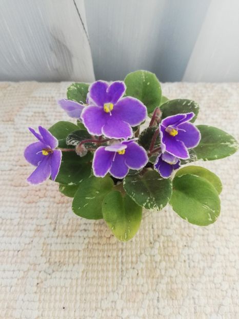 14 mai - Pat Champagne