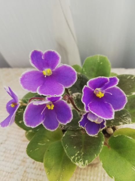 14 mai - Pat Champagne