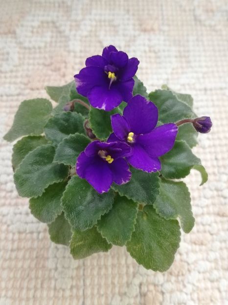 14 mai - ZZ Rob s Shadow Magic